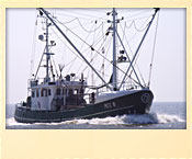 fangfrisch - direkt vom Kutter